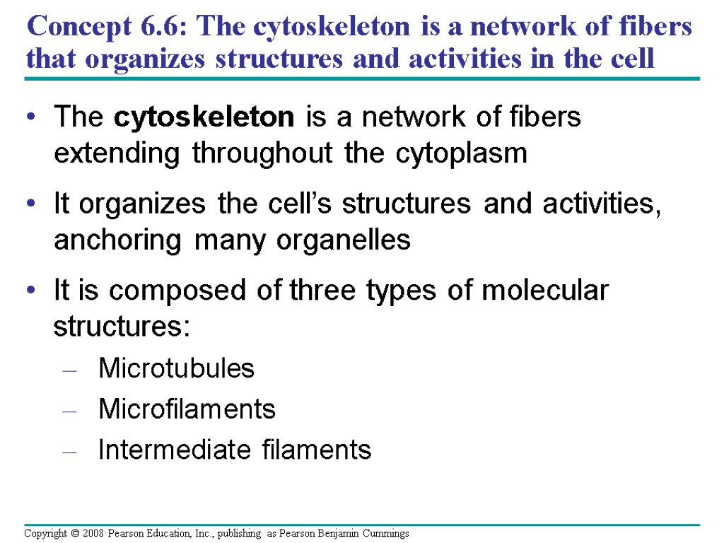 Concept 6.6: The cytoskeleton is a network of fibers that organizes structures and activities